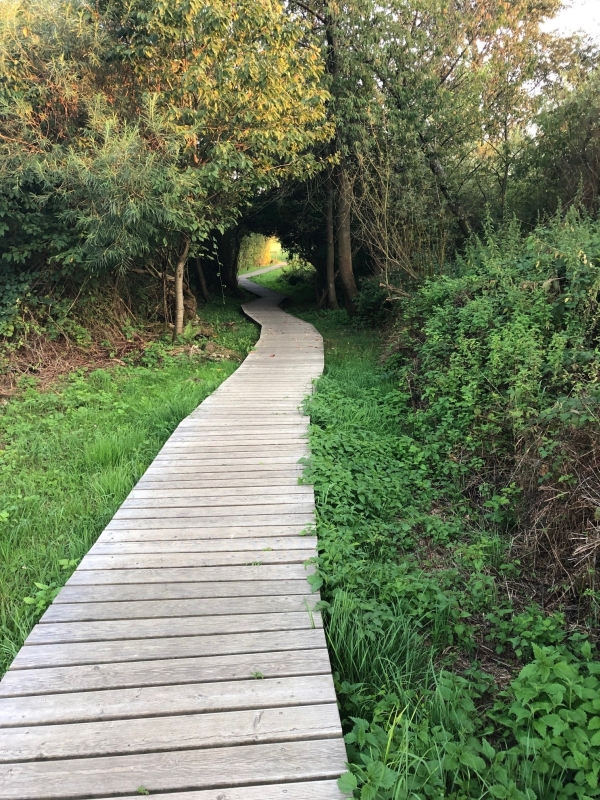Holzsteg über die Hatzengraben-Sickerquelle, Waldbronn - Busenbach