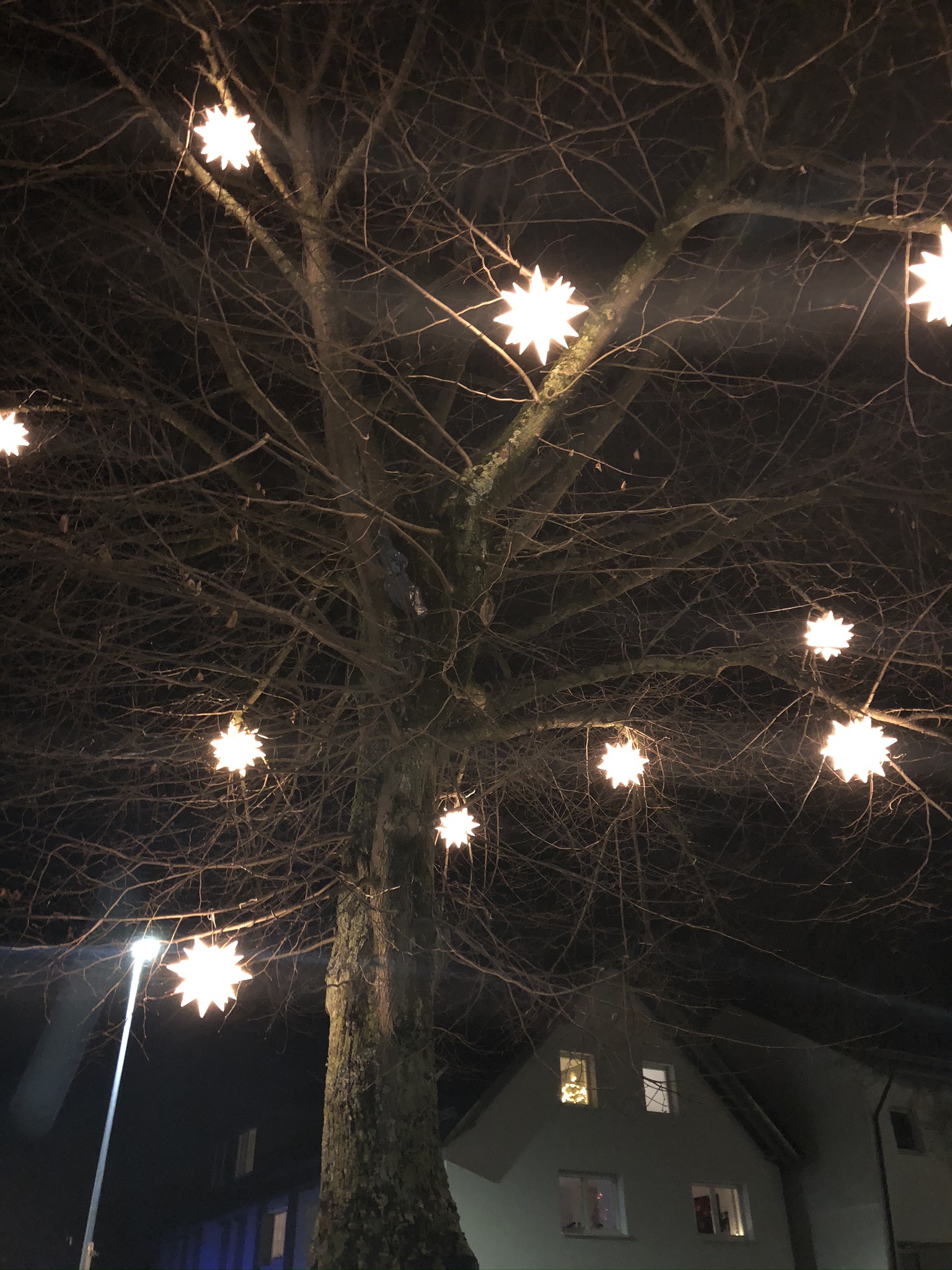 Weihnachtssterne in Palmbach am Waldenserplatz
