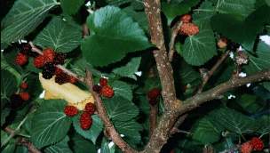 Maulbeerbaum in Palmbach